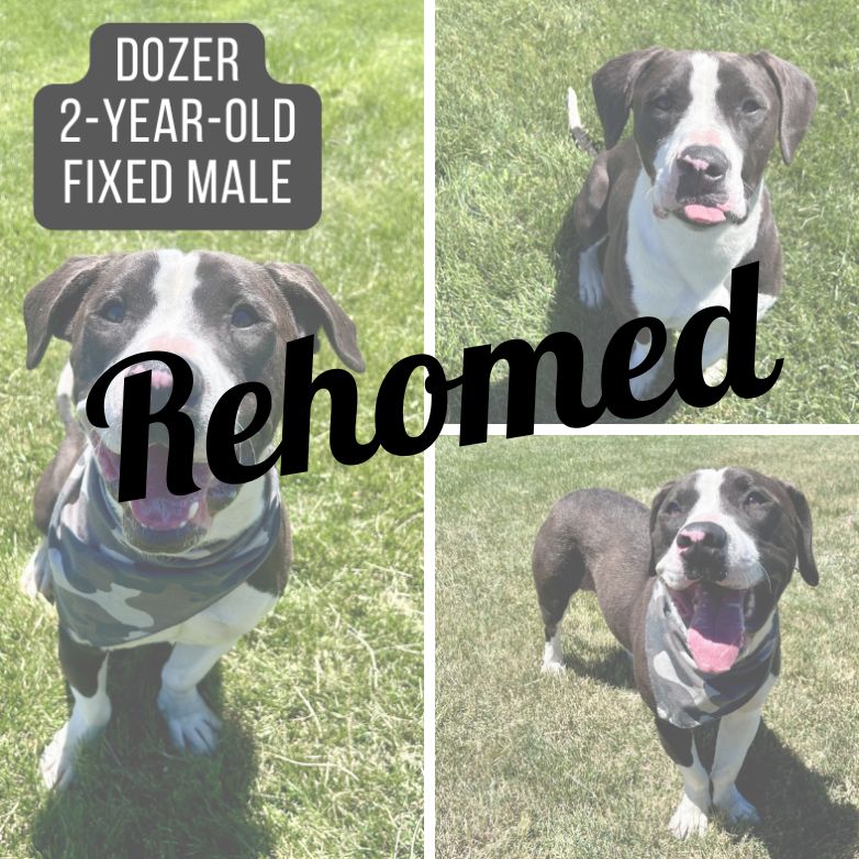 Rescued dog named Dozer.